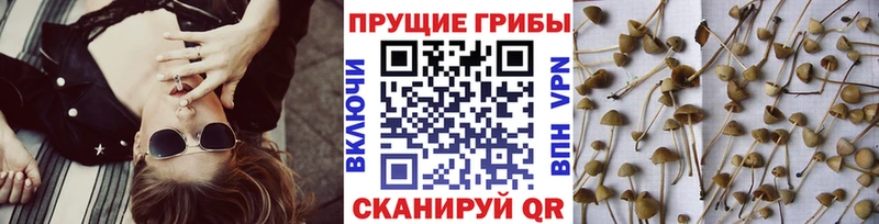 Псилоцибиновые грибы GOLDEN TEACHER  Усть-Кут 